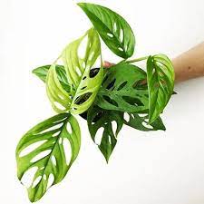 Broken Heart Plant