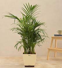 Areca Palm Plant XL