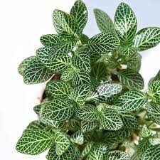 Fittonia Green Plant