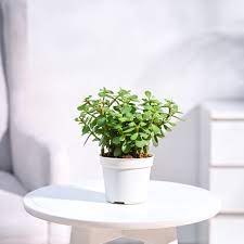 Jade Plant-mini