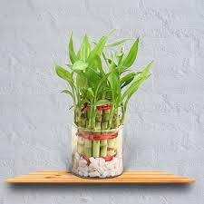 Lucky Bamboo Plant-3 layer