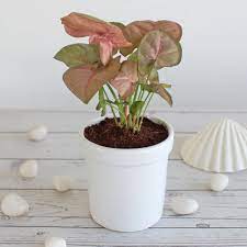 Syngonium Pink Plant